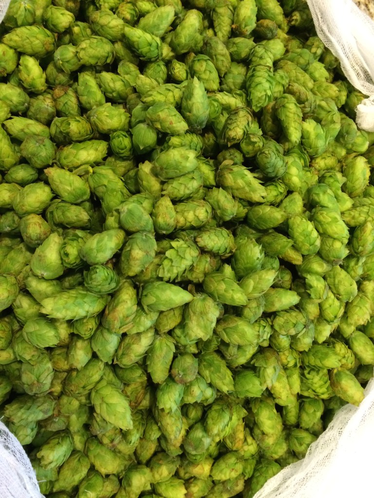 Fresh Cascade Hops from Hoppy Bear Farms