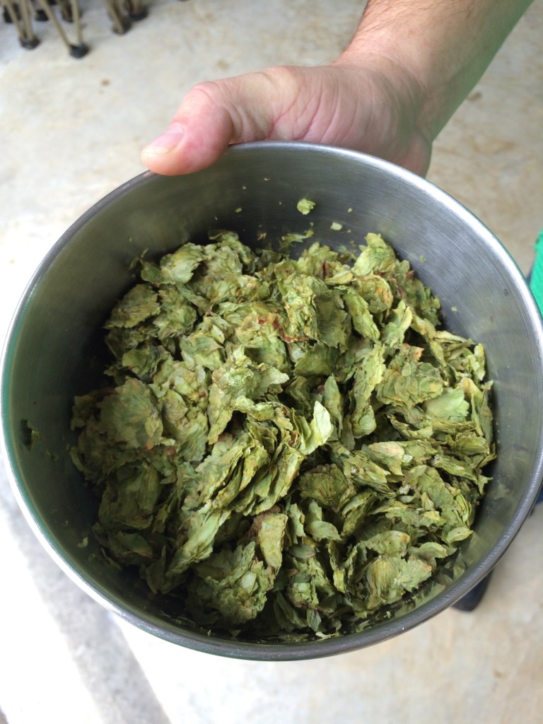 Double S Hoptoberfest Leaf Hops